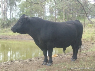 Dexter bull